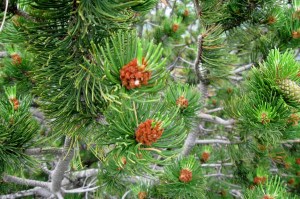 Pinus sylvestris (1) (1200 x 801).jpg_product_product